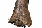 Fossil Triceratops Brow Horn - Montana #206508-9
